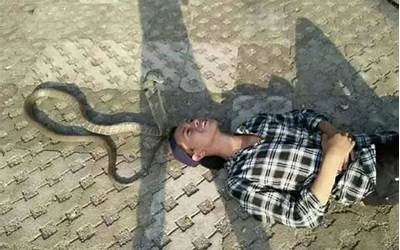 印尼耍蛇人表演时试图亲吻蛇被咬死 眼镜王蛇有多毒：一滴致命